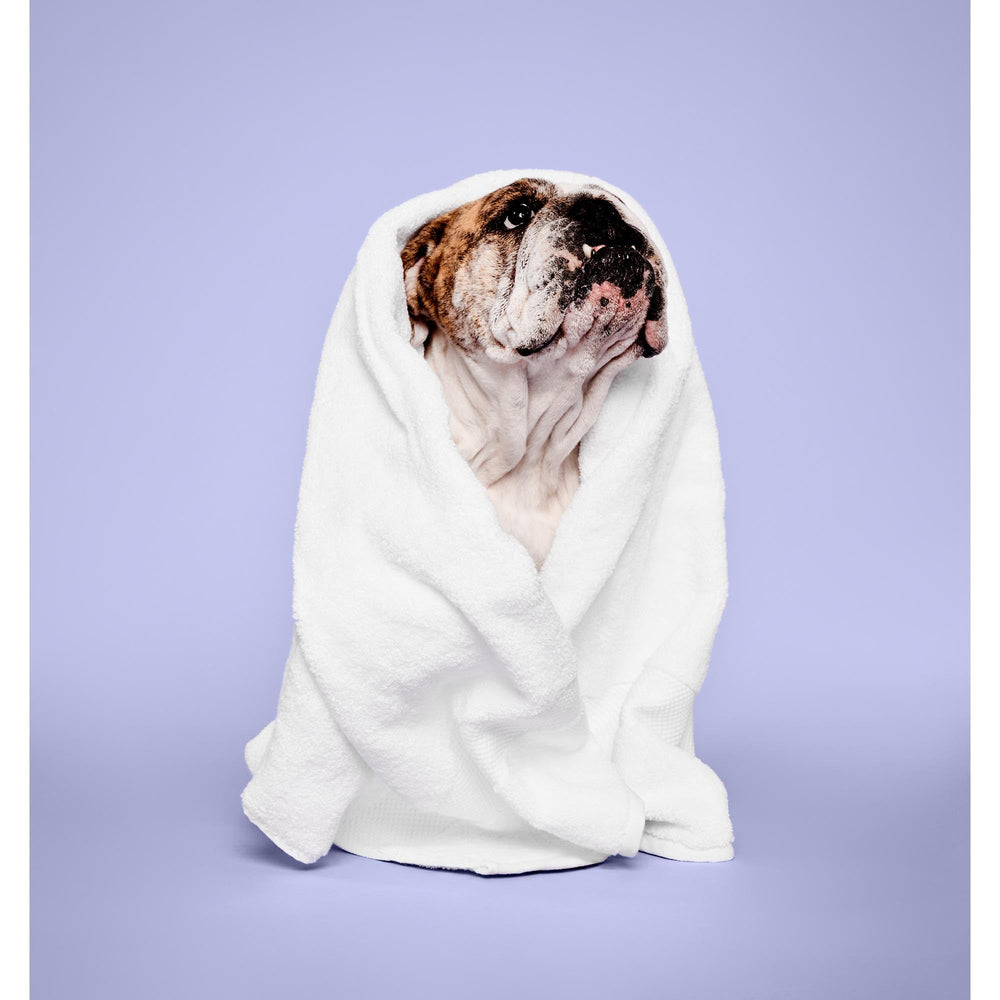 Paul Mitchell Pet application sur chien, facilite le brossage et calme
