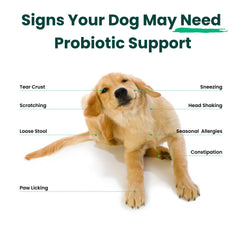 Chien prenant un masticable Paw Balance pour digestion et vitalité