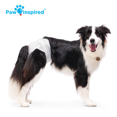 Paw Inspired comparaison de taille sur un chiot de référence, aide au choix de la taille