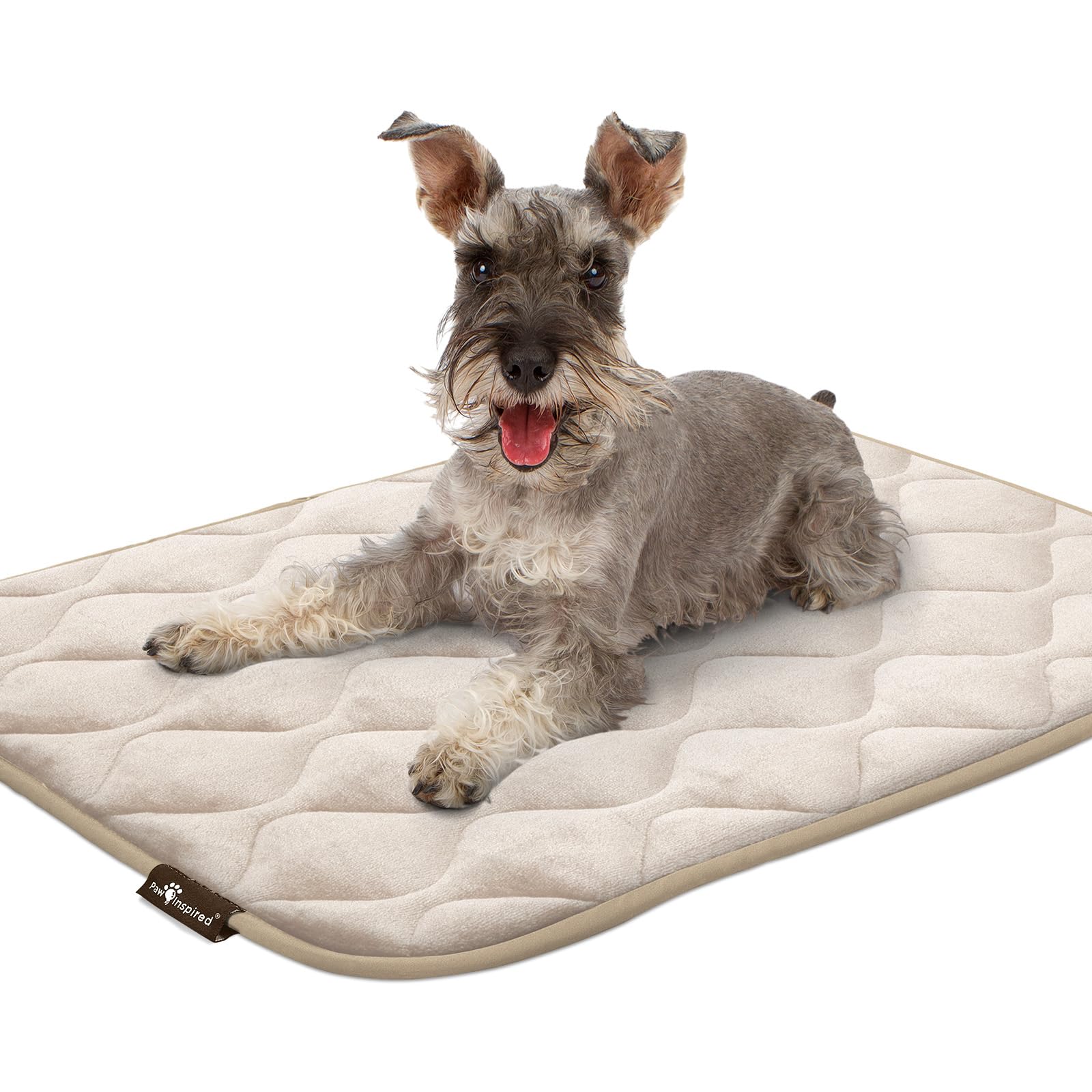 Paw Inspired tapis dans un salon montrant usage pratique quotidien