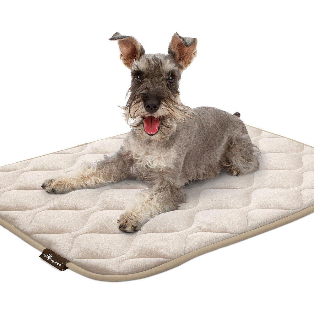 Paw Inspired tapis dans un salon montrant usage pratique quotidien