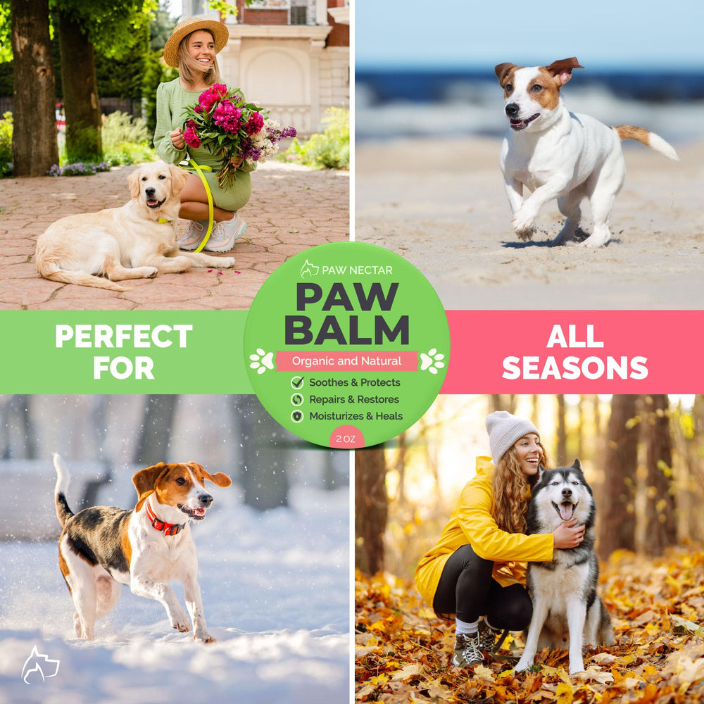 Paw Nectar sur coussinets exposés au bitume chaud indiquant protection
