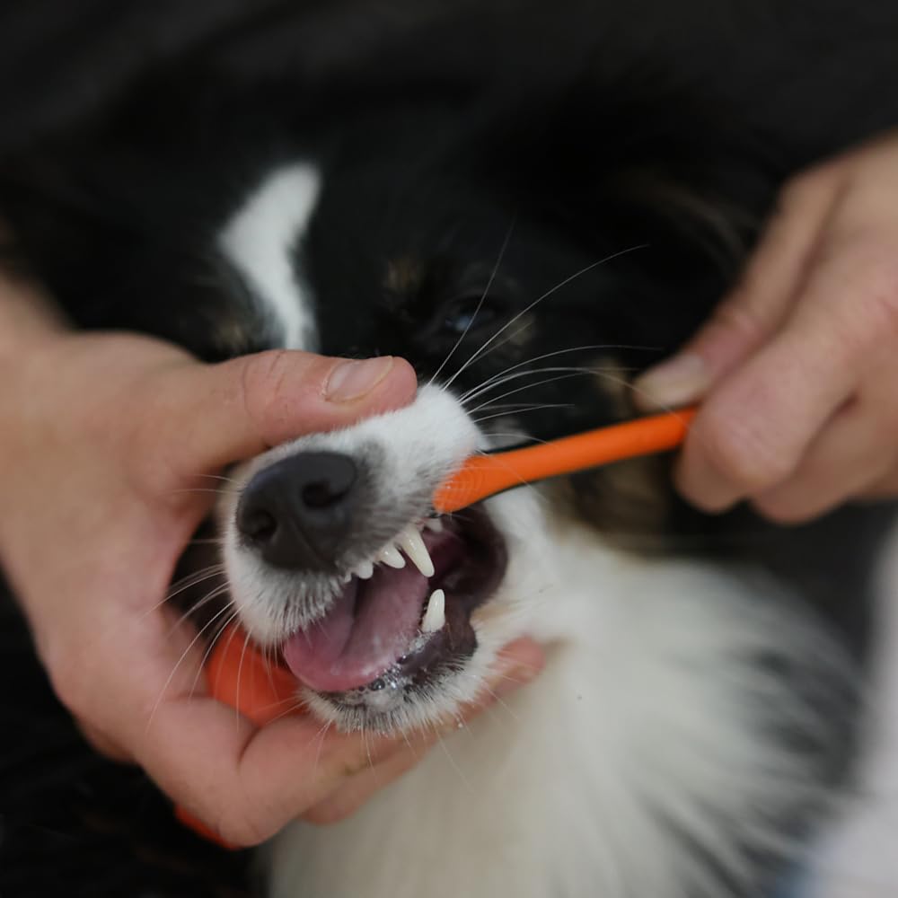 Paw Ready emballage ouvert avec instructions pour un usage correct