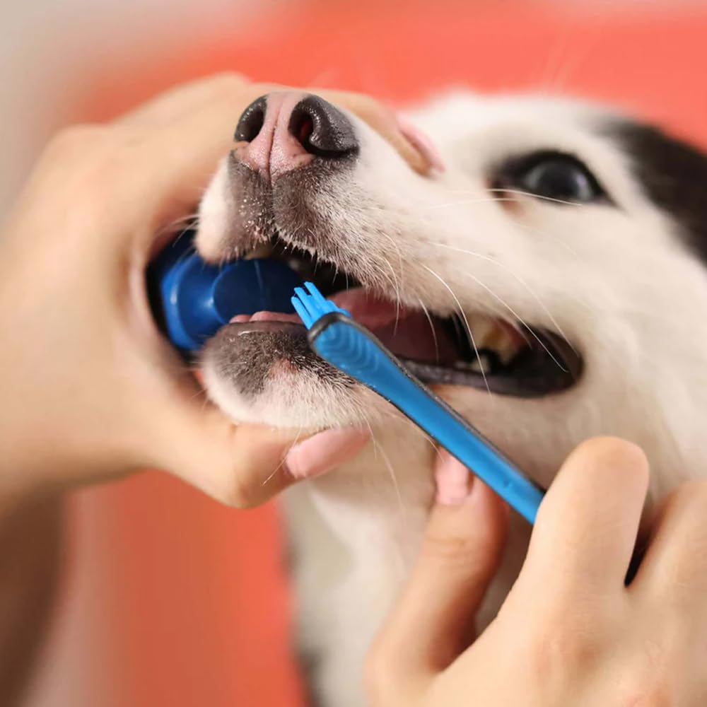 Paw Ready sur main en action pour un brossage sûr et maîtrisé