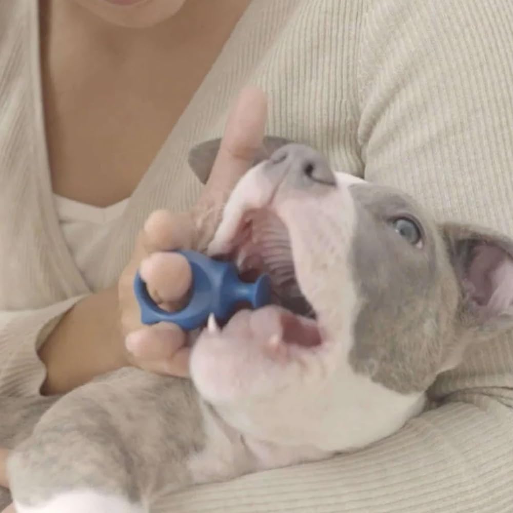 Paw Ready comparaison avec main montrant la taille adaptée pour animaux moyens