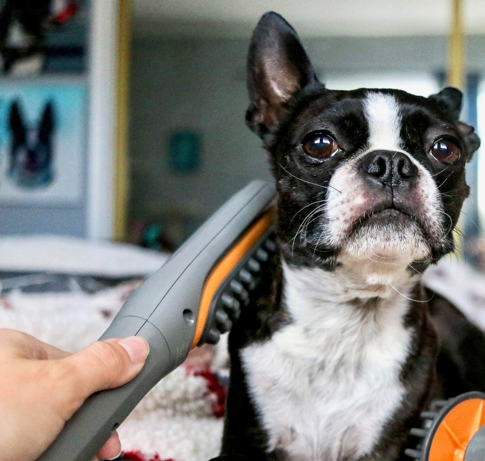 PAW WAVE comparaison taille montrant compacité et portabilité pratique