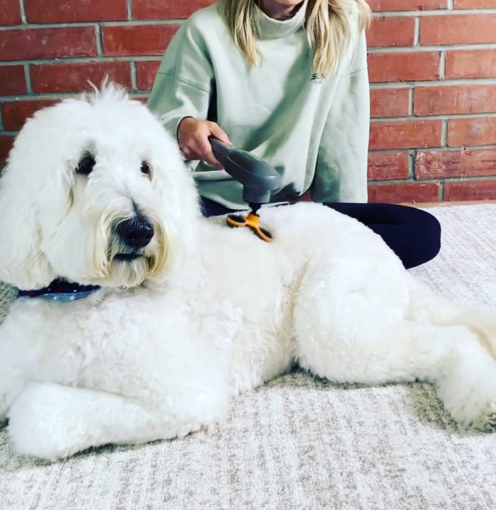 PAW WAVE utilisé sur chien favorisant récupération et mobilité