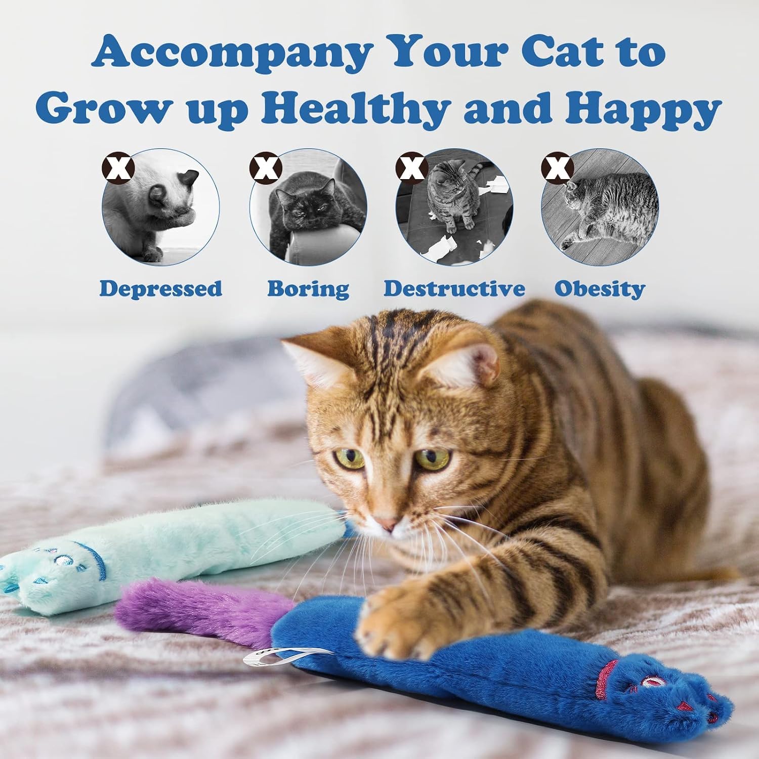 Pawaboo chat en train de jouer augmente activité et exercice