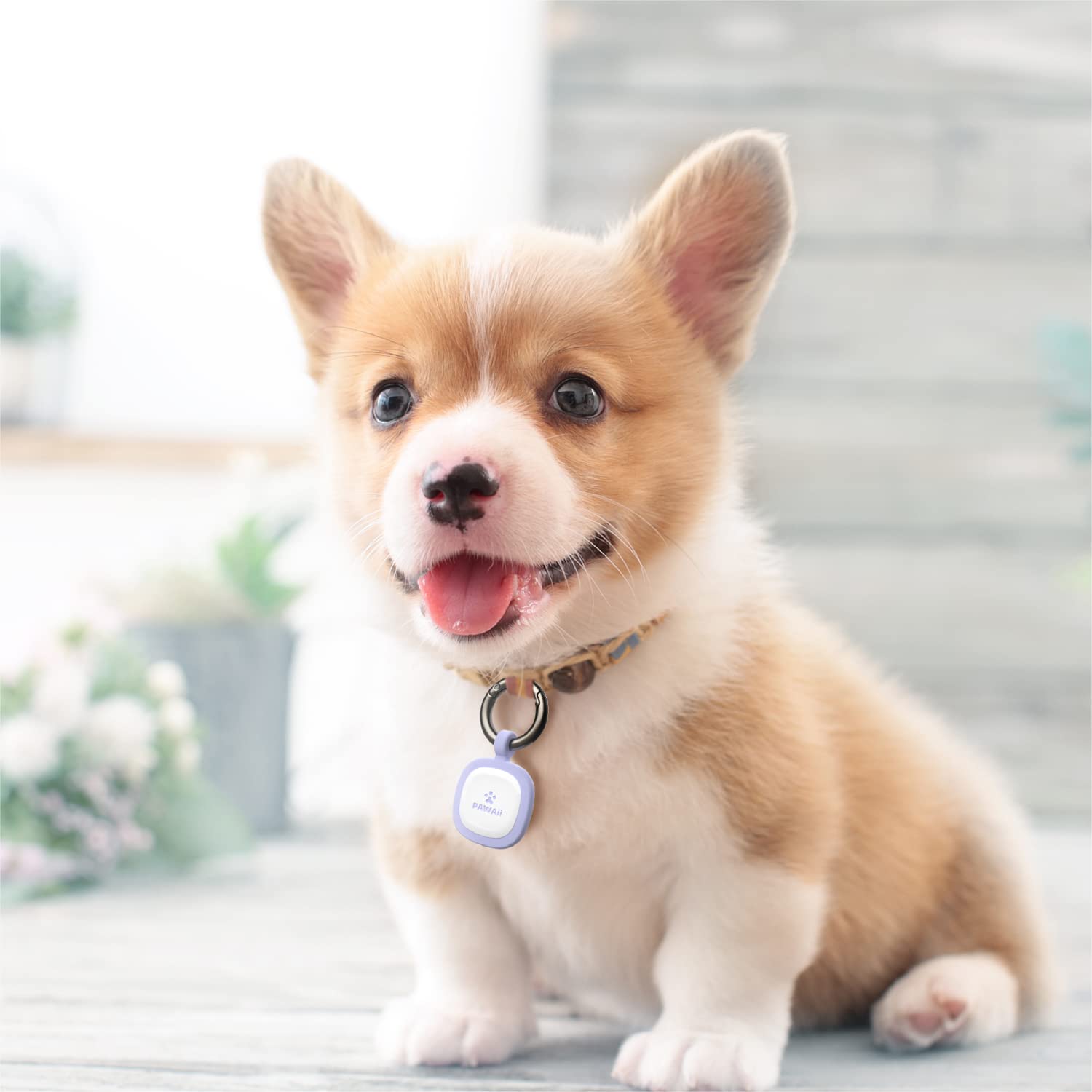 Pawaii comparaison taille avec main, légère et adaptée aux chiens