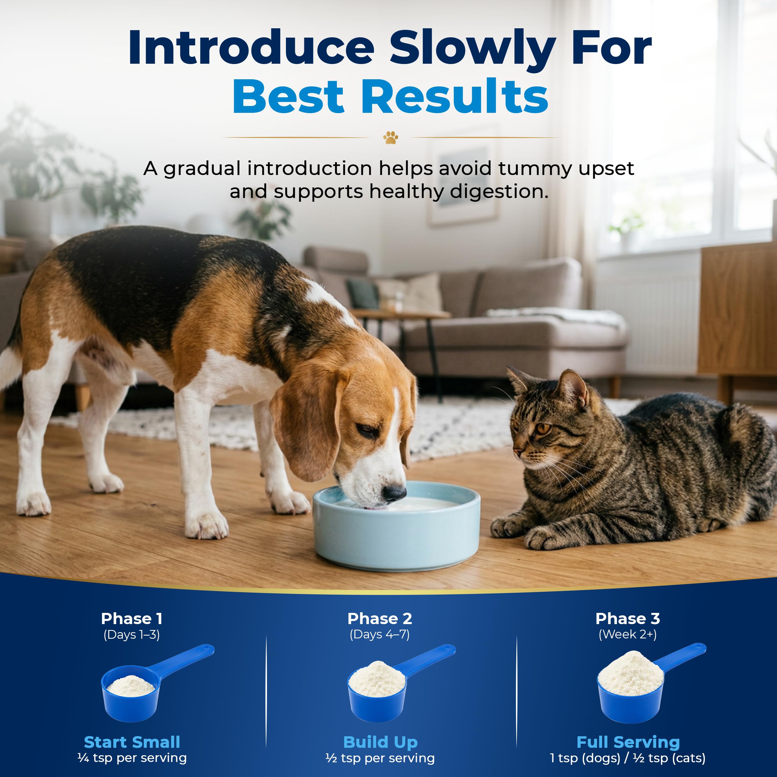 Pawble chien et chat en cuisine appréciant la préparation
