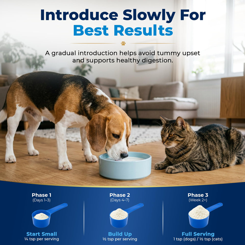 Pawble chien et chat en cuisine appréciant la préparation