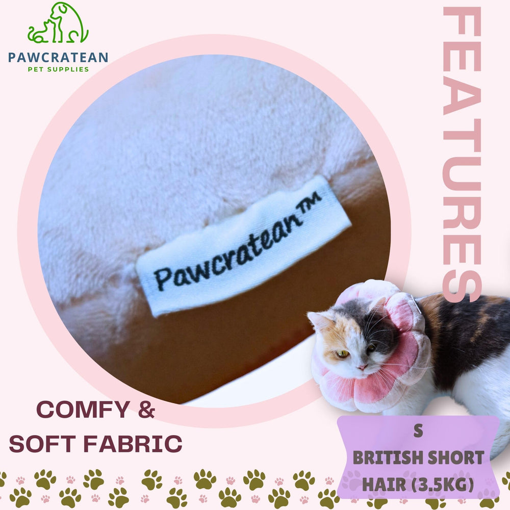 Pawcratean collier porté par un petit chien montrant protection sans gêne visuelle