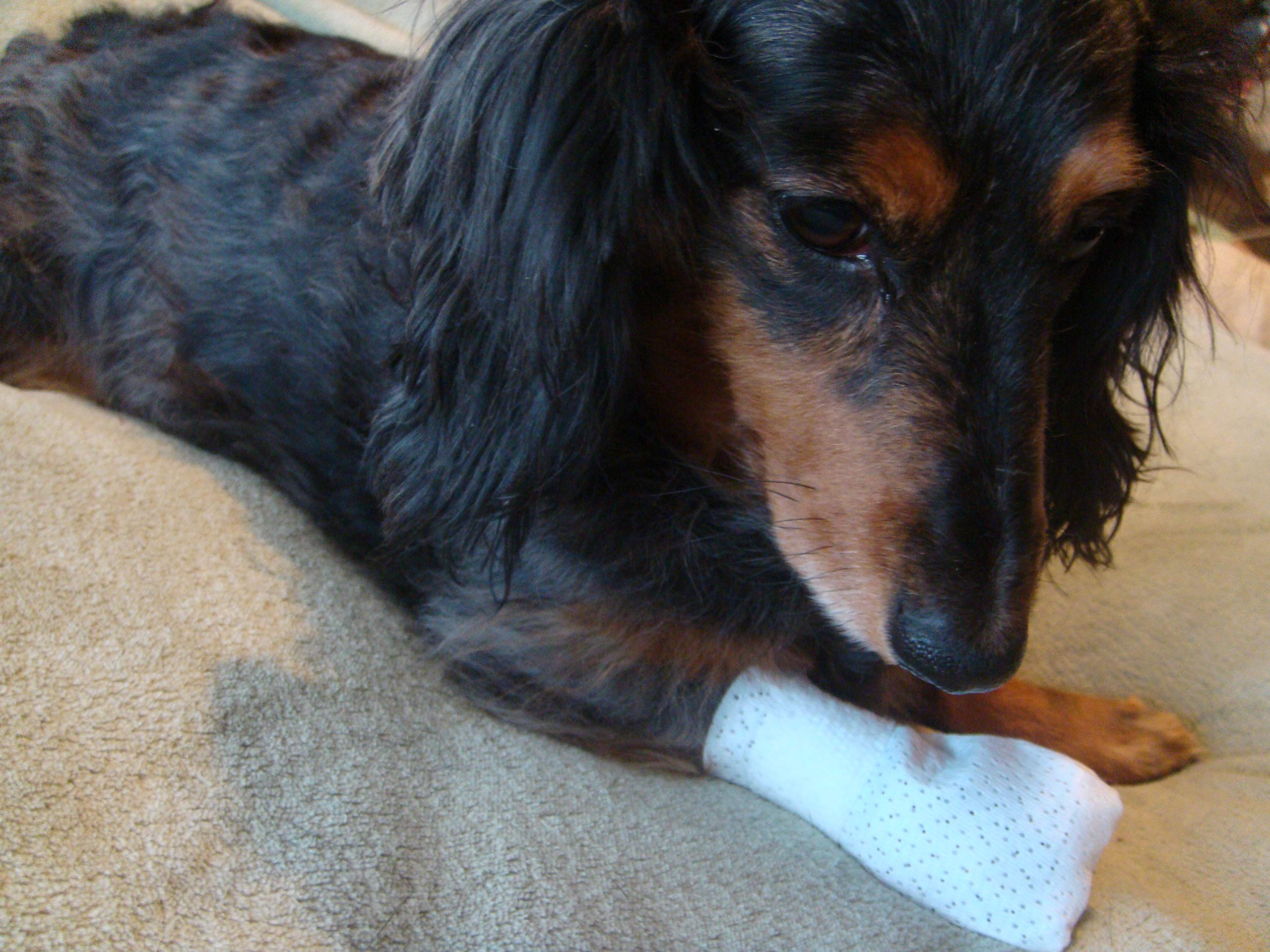 PawFlex botte en usage sur chien favorisant cicatrisation protégée