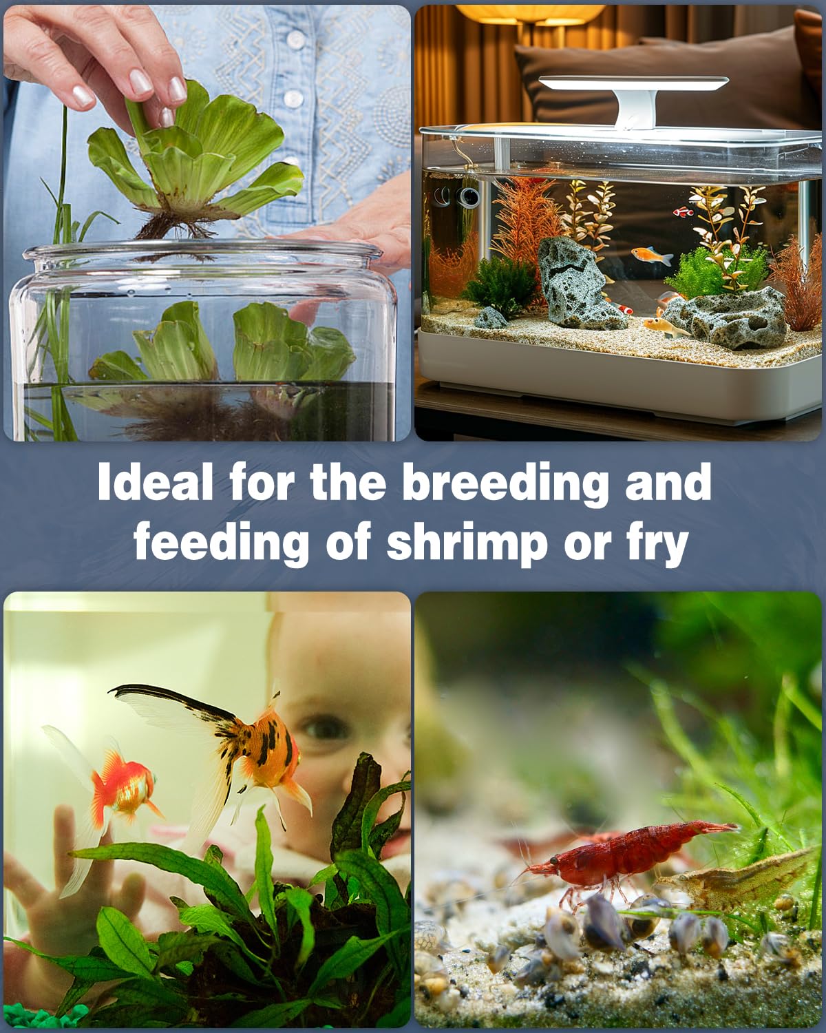Pawfly filtre intégré dans un nano-aquarium illustrant environnement pour crevettes
