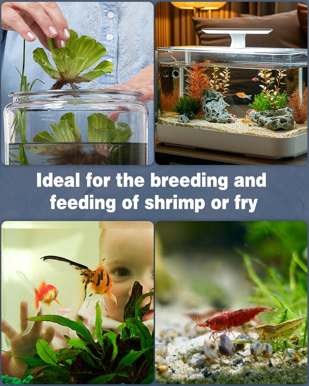 Pawfly filtre intégré dans un nano-aquarium illustrant environnement pour crevettes