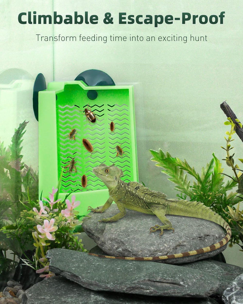 Pawfly en situation dans terrarium montrant intégration et esthétique