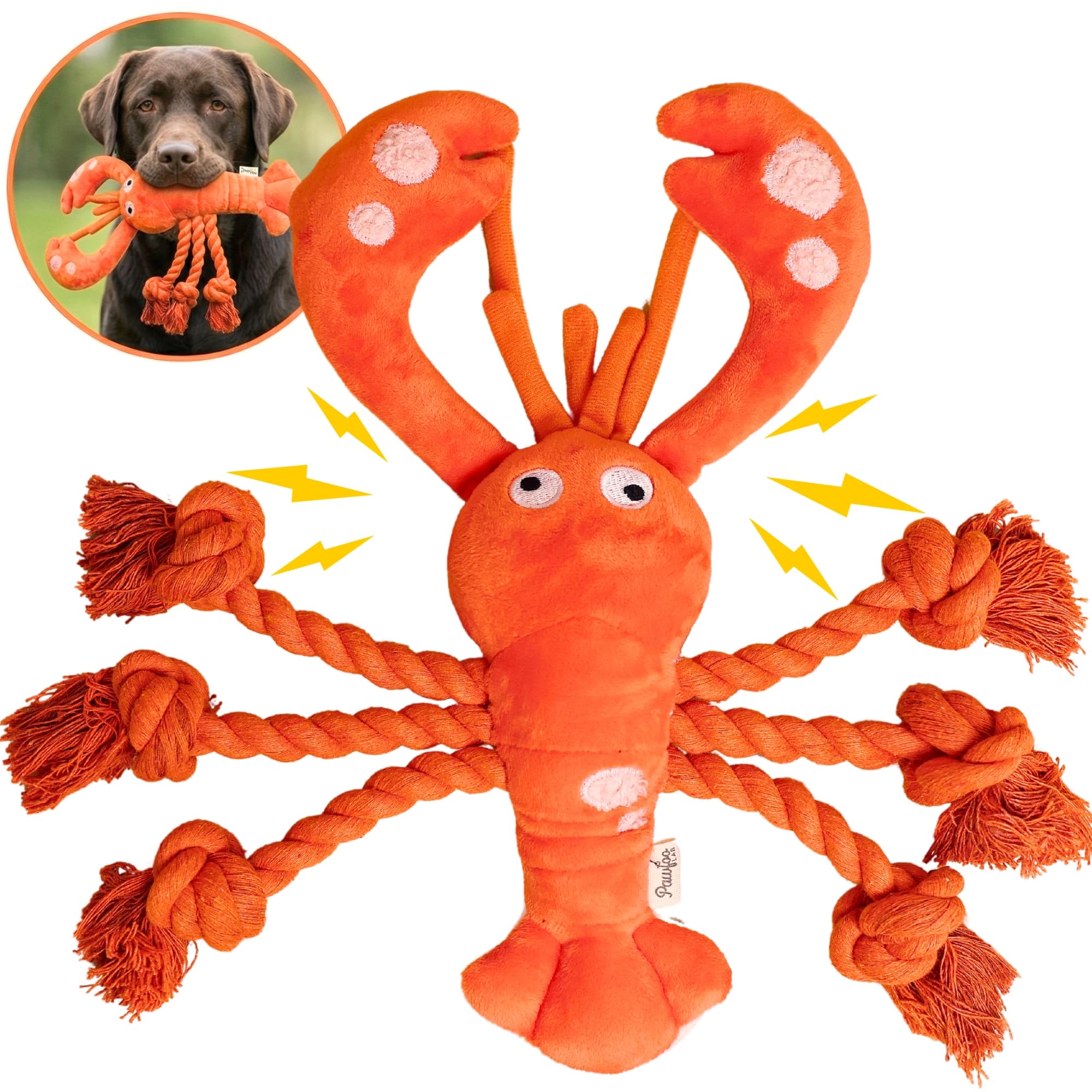 Pawfoo Lab homard face avant montrant forme ludique et attractivité