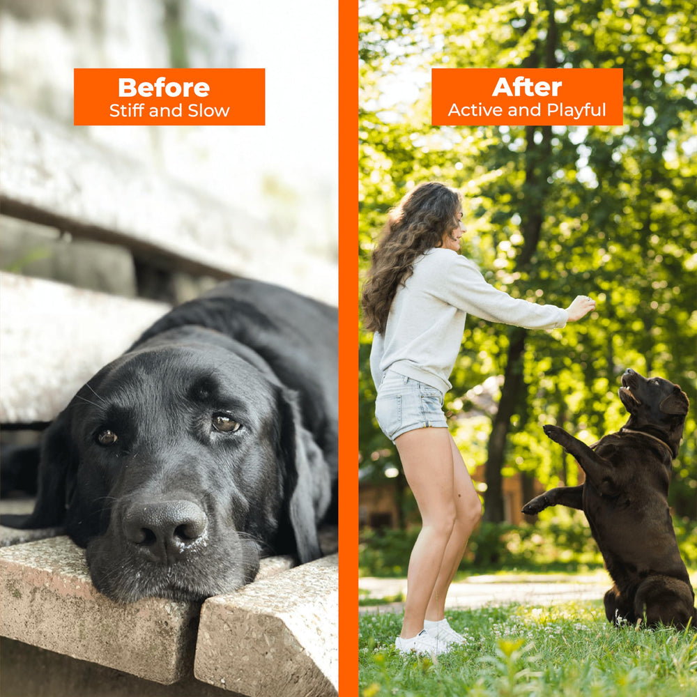 Pawlabs chien acceptant la friandise favorise adhérence au traitement