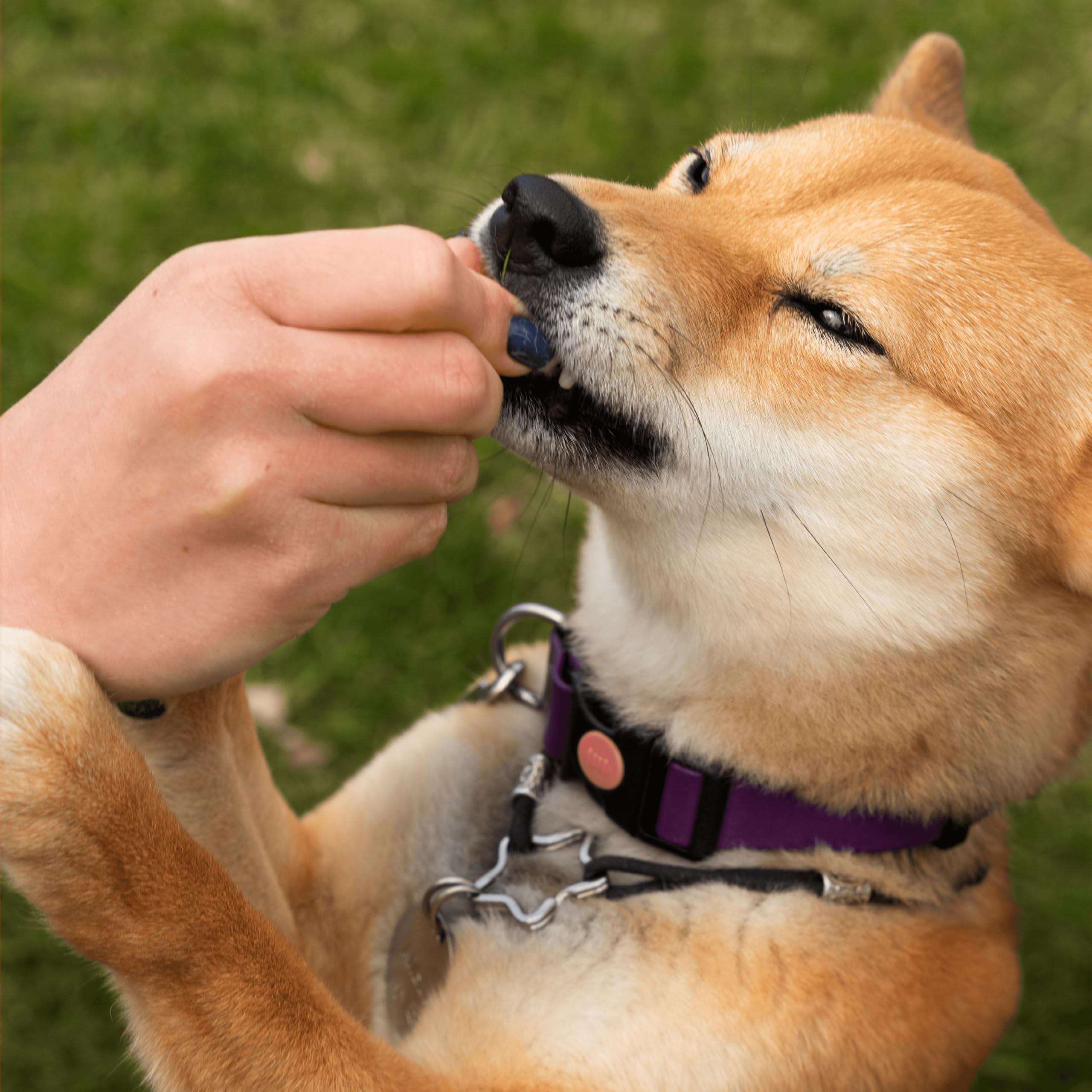 Pawlabs comparaison taille masticable vs pièce indique portion
