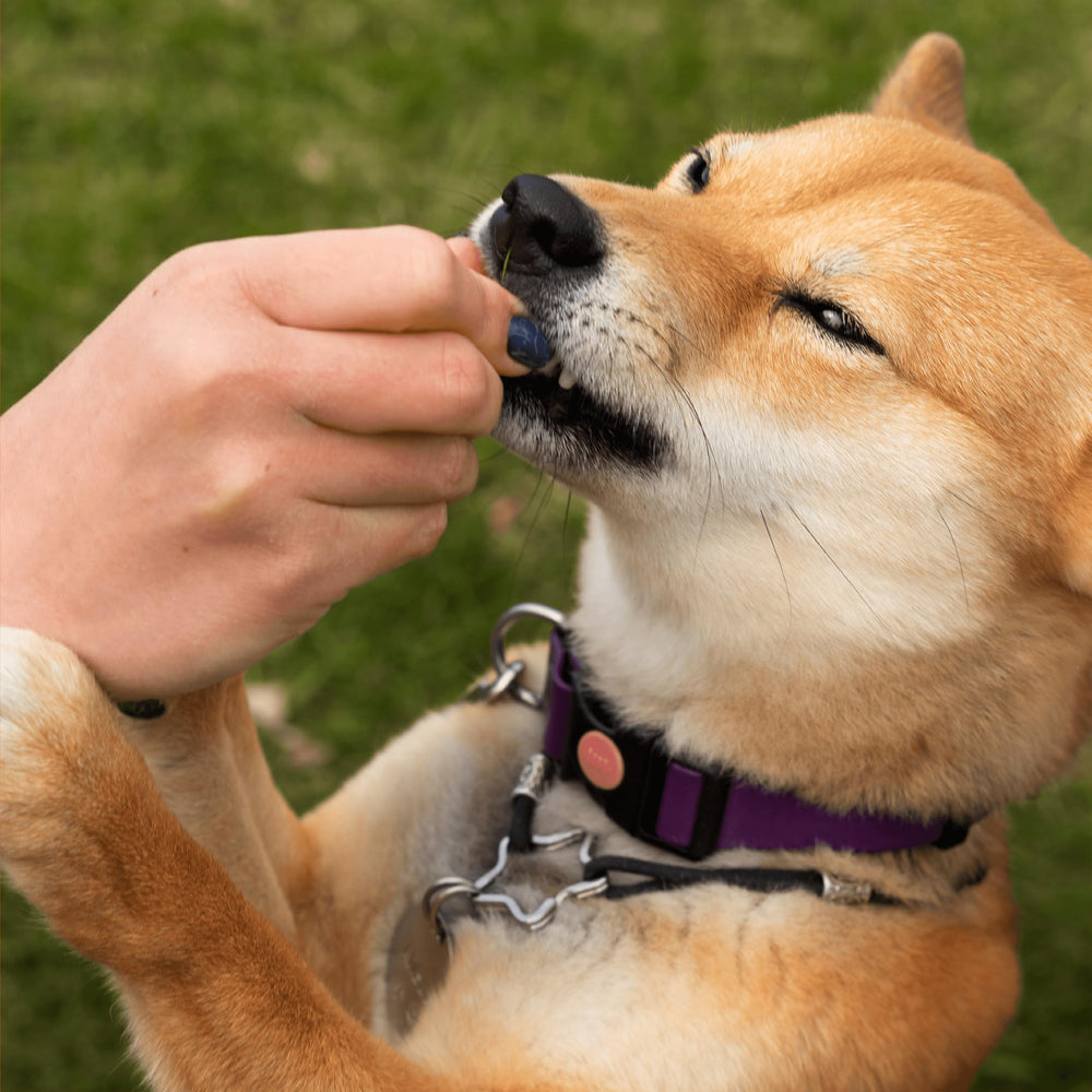 Pawlabs comparaison taille masticable vs pièce indique portion