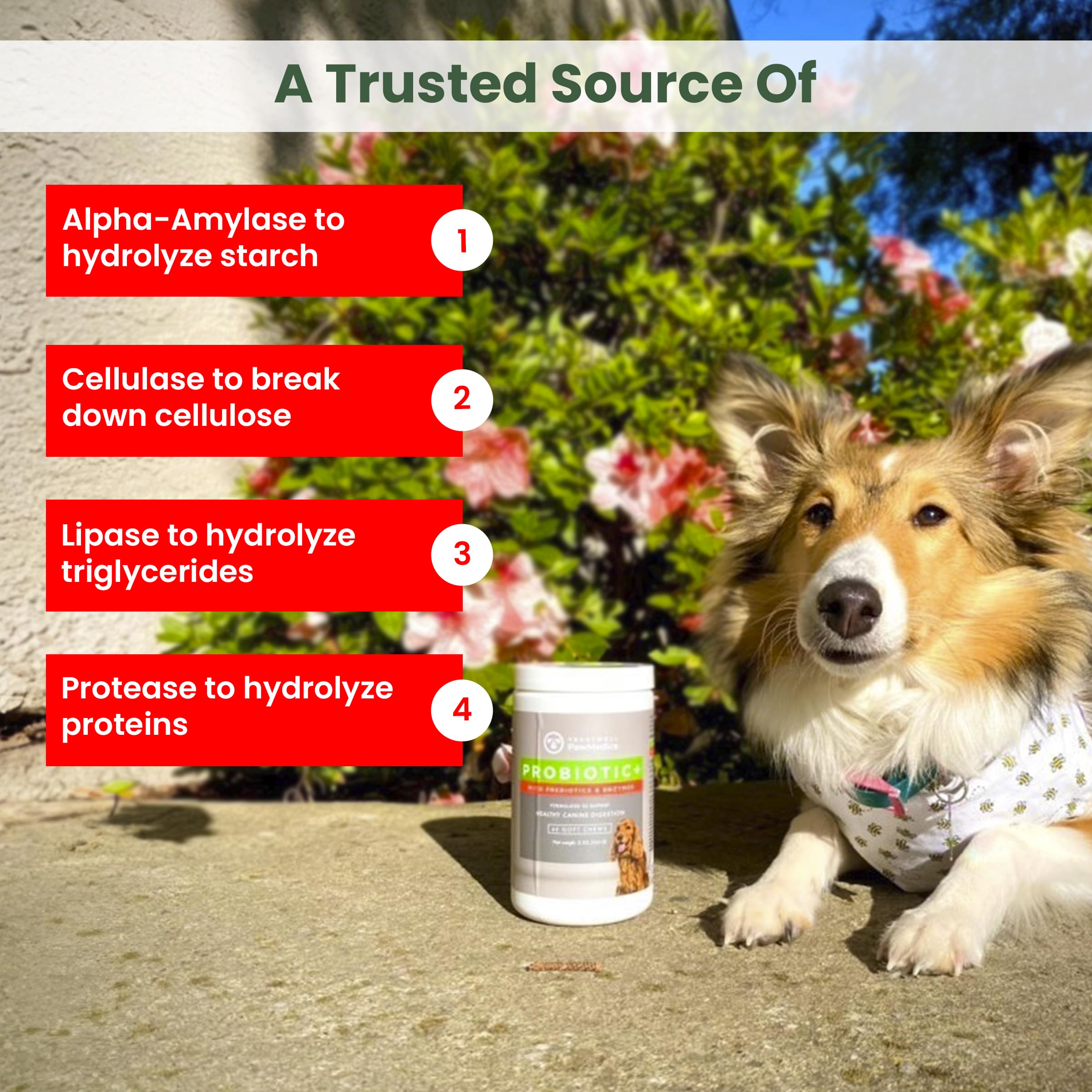 TRUSTWELL PAWMEDICA comparaison de taille du chew à côté d'une patte pour repère visuel