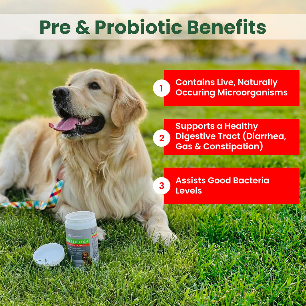 TRUSTWELL PAWMEDICA pastille masticable en gros plan, appétence visible