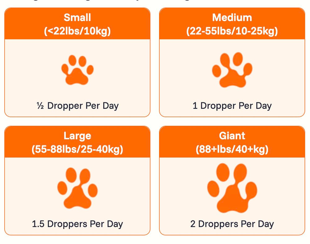 PAWPRINT LAB chiot en jeu illustrant énergie retrouvée et mobilité améliorée