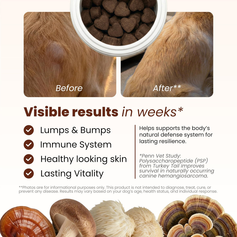 PAWPULSE FORMULA bouteille ouverte avec gommes prêtes à donner