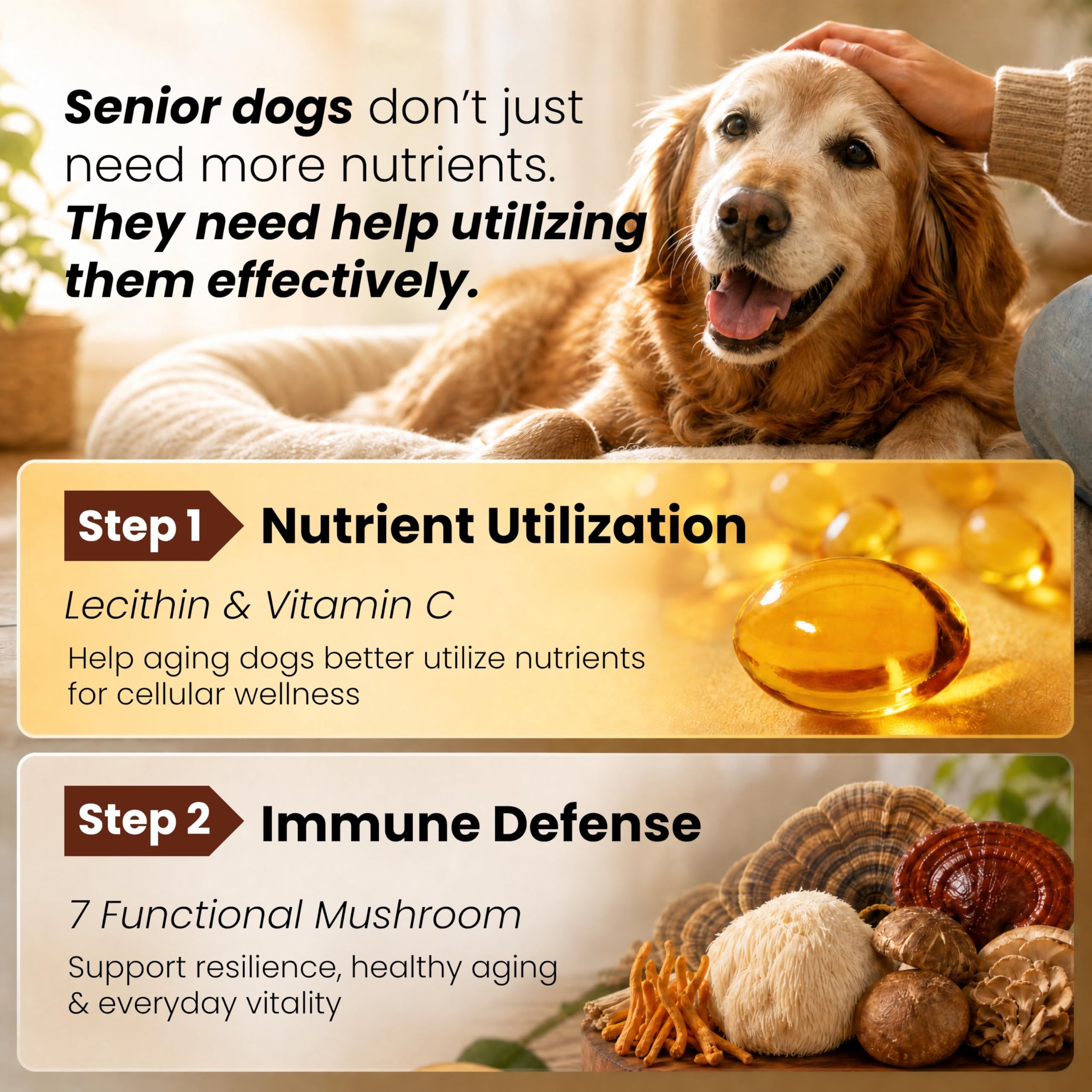 PAWPULSE FORMULA focus Lion's Mane montrant soutien cérébral potentiel