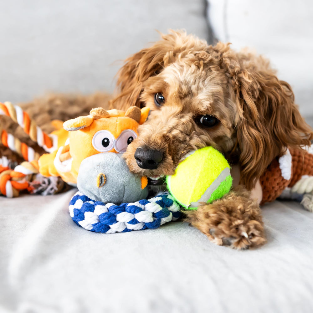 Paws For Reaction corde circulaire en jeu pour renforcement social