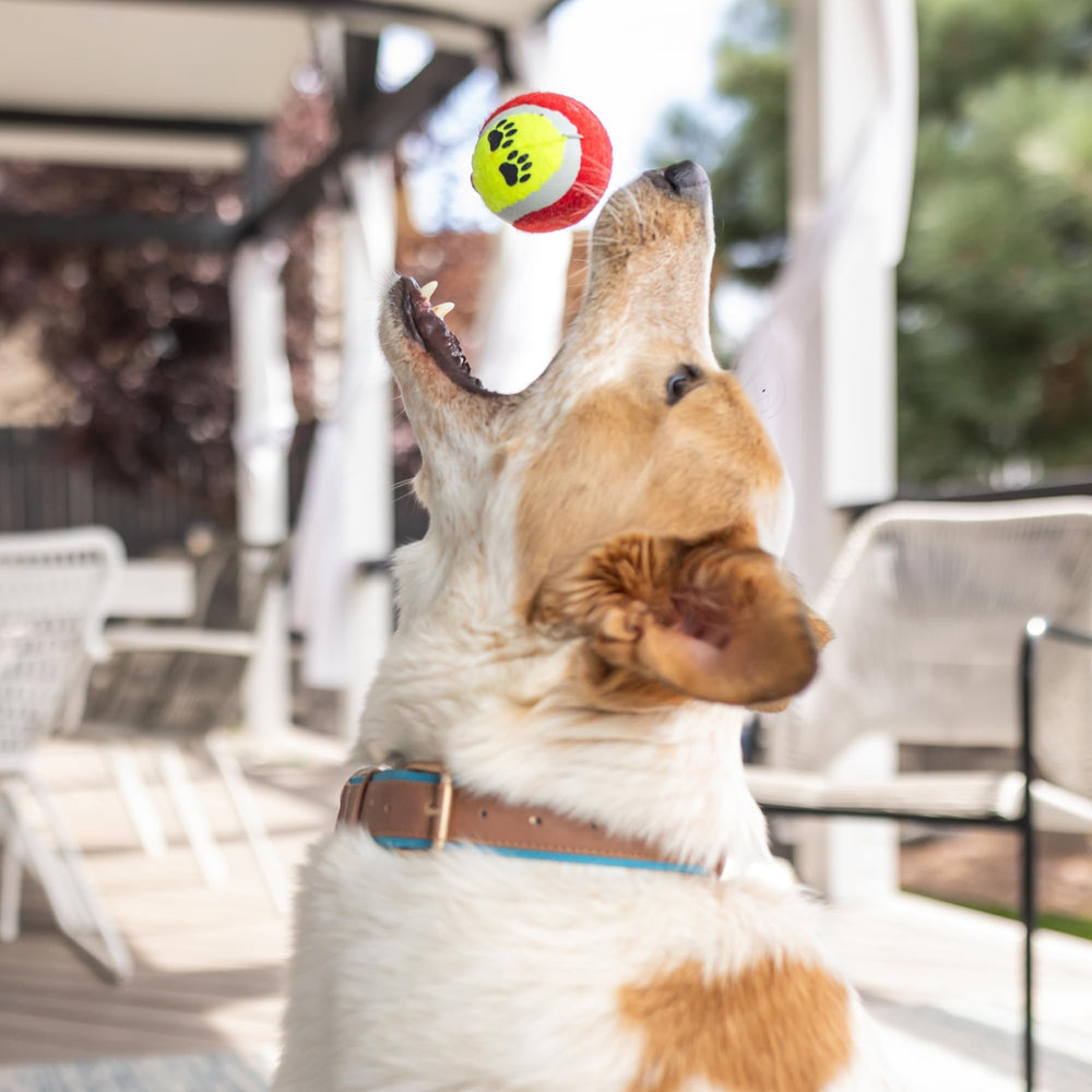 Paws For Reaction comparaison taille chiot montrant proportions produit