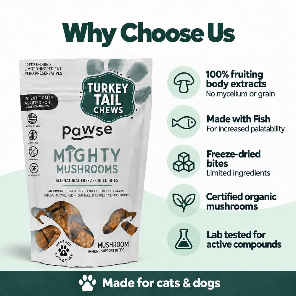 Pawse chat ou chien mangeant la bouchée, appétence et plaisir visible