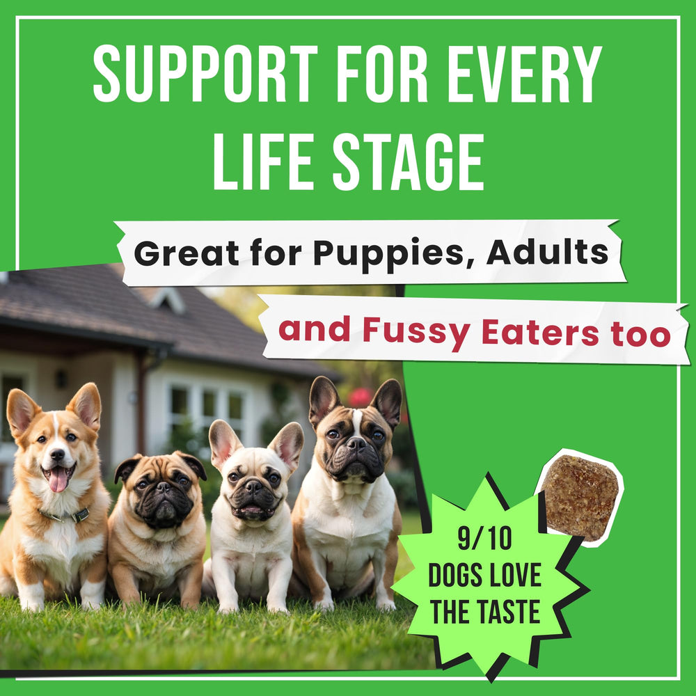 Pawsential scène lifestyle chien et propriétaire pour propreté maison