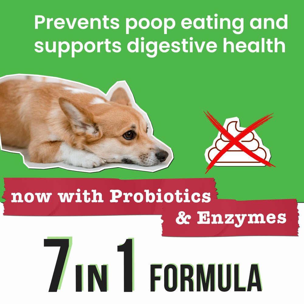 Pawsential zoom sur ingrédients probiotiques pour soutien digestif
