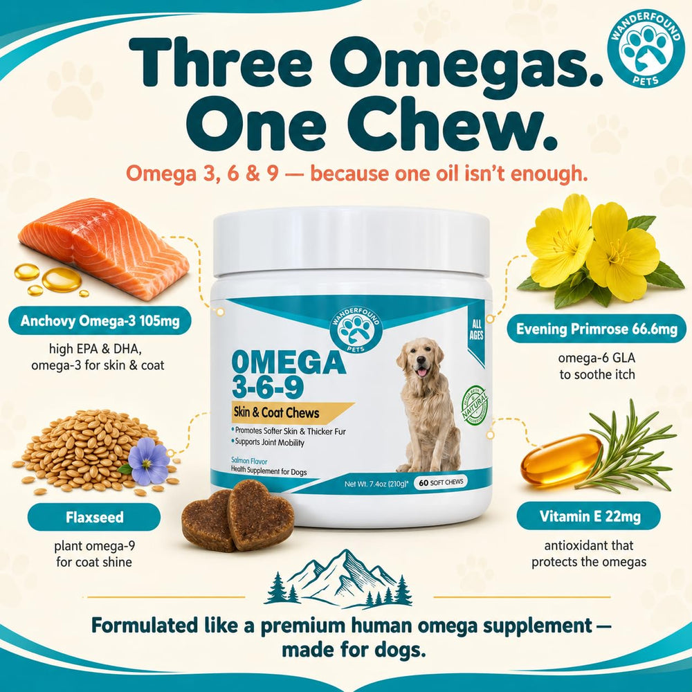 Pawsitive Wanderfound chew dans la main illustrant la taille et la posologie pratique