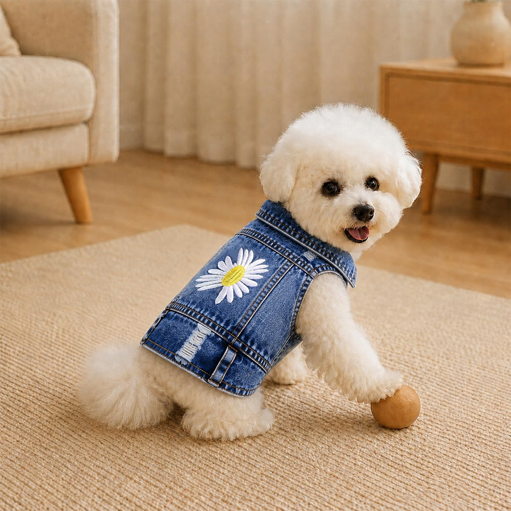 pawstrip veste en jean avec accessoires look complet pour photos