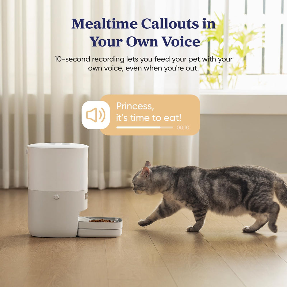 Pawsync en situation, chat mangeant après distribution programmée, assure routine