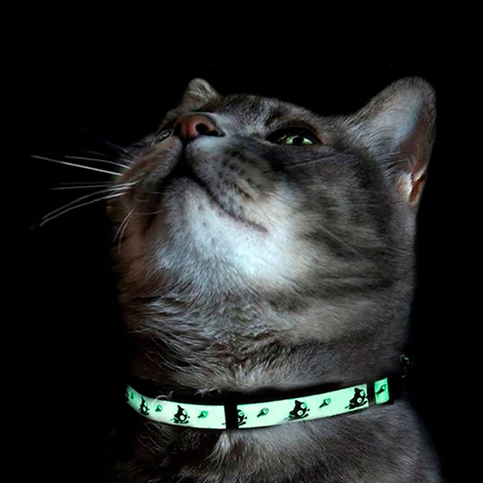 Pawtitas comparaison taille avec règle pour évaluer l'ajustement exact du collier