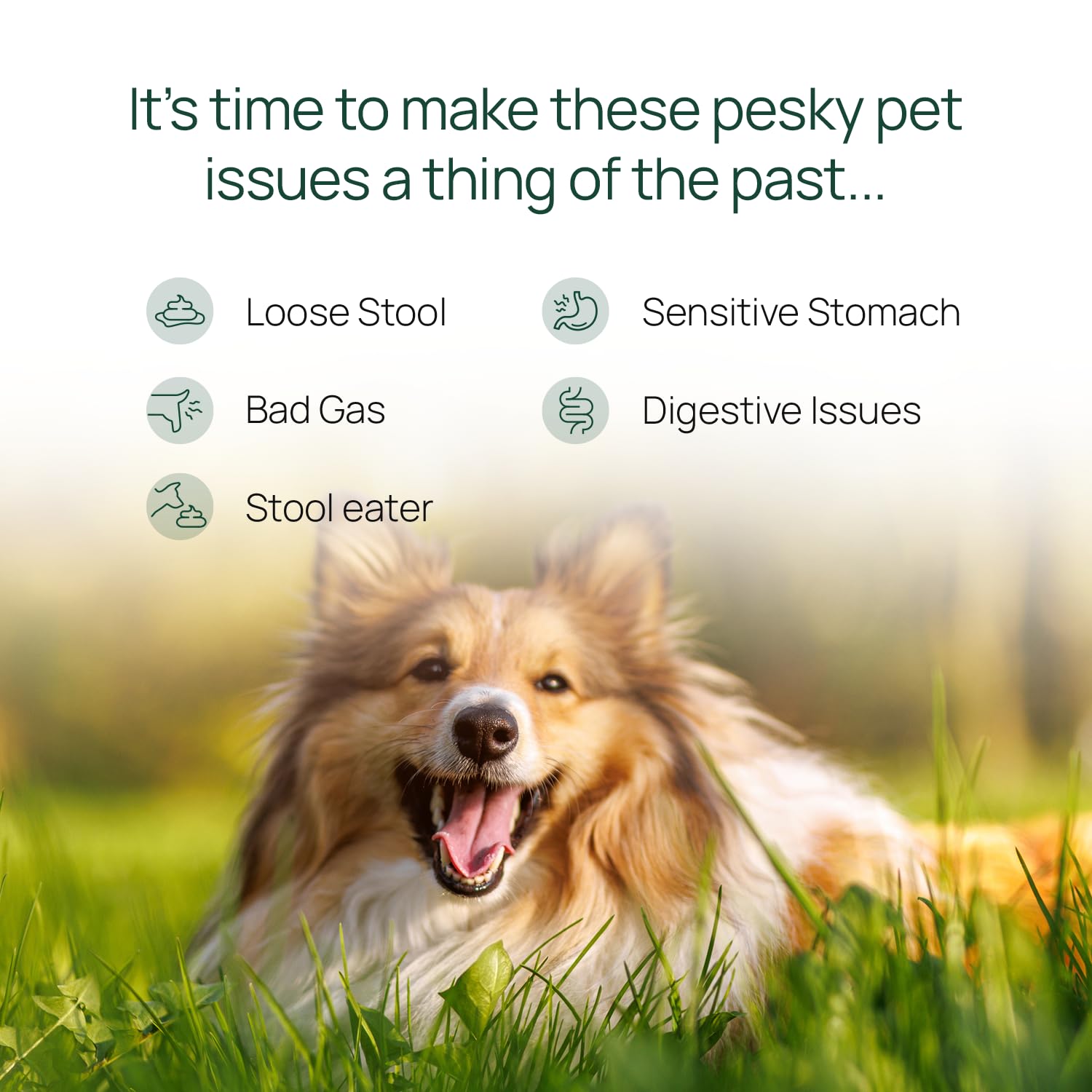 pawTree Gastro Pro Plus cuillère doseuse illustrant un dosage simple