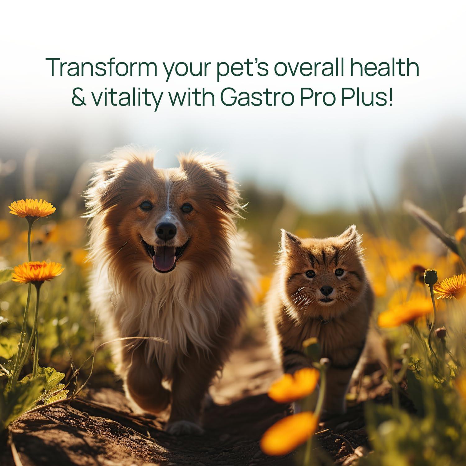 pawTree Gastro Pro Plus ajouté à la nourriture démontrant meilleure appétence