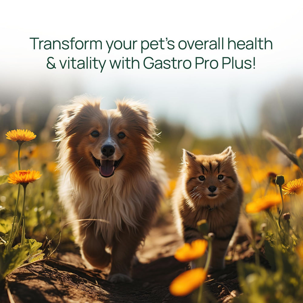 pawTree Gastro Pro Plus ajouté à la nourriture démontrant meilleure appétence