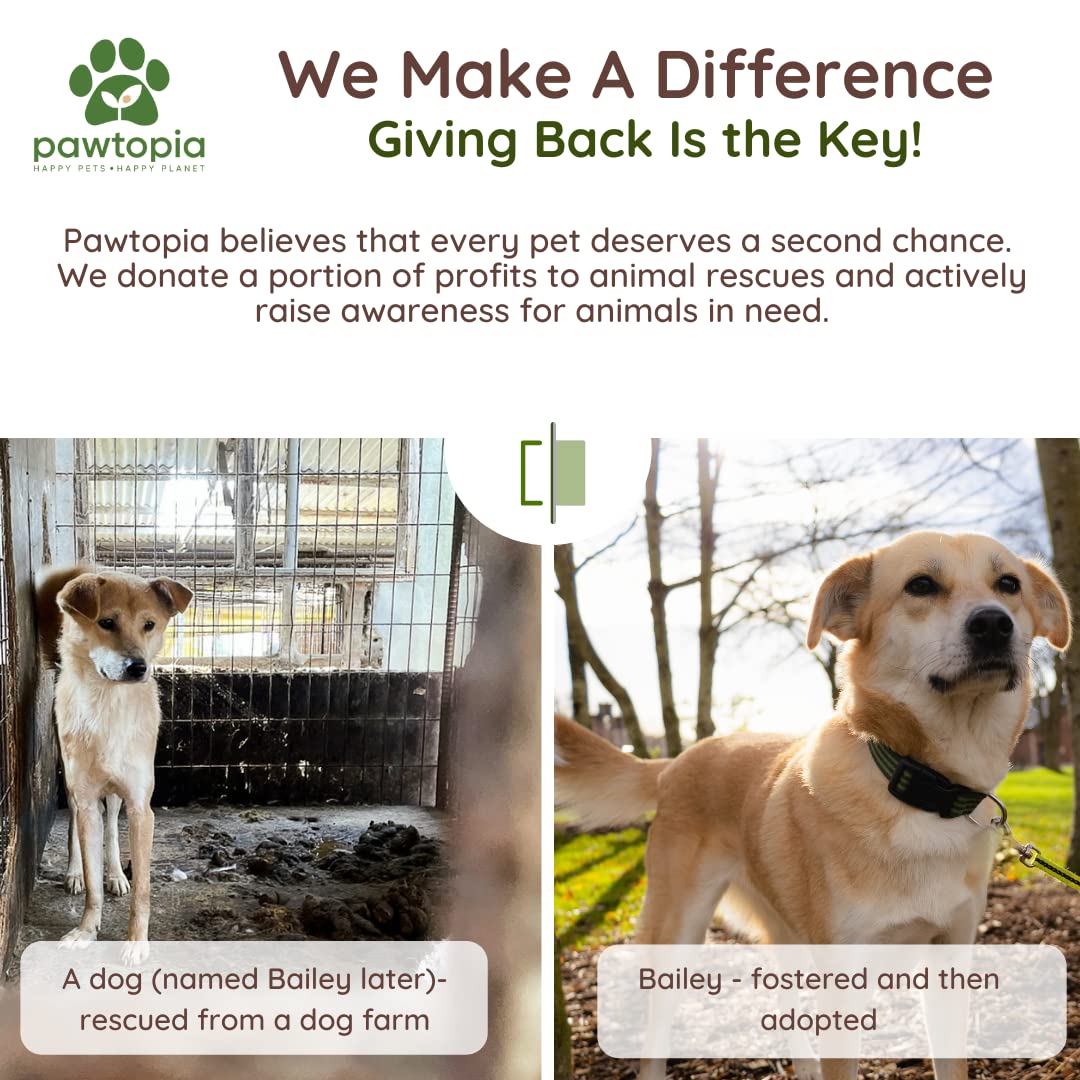 Pawtria mise en scène écologique illustrant engagement sauvetage chiens