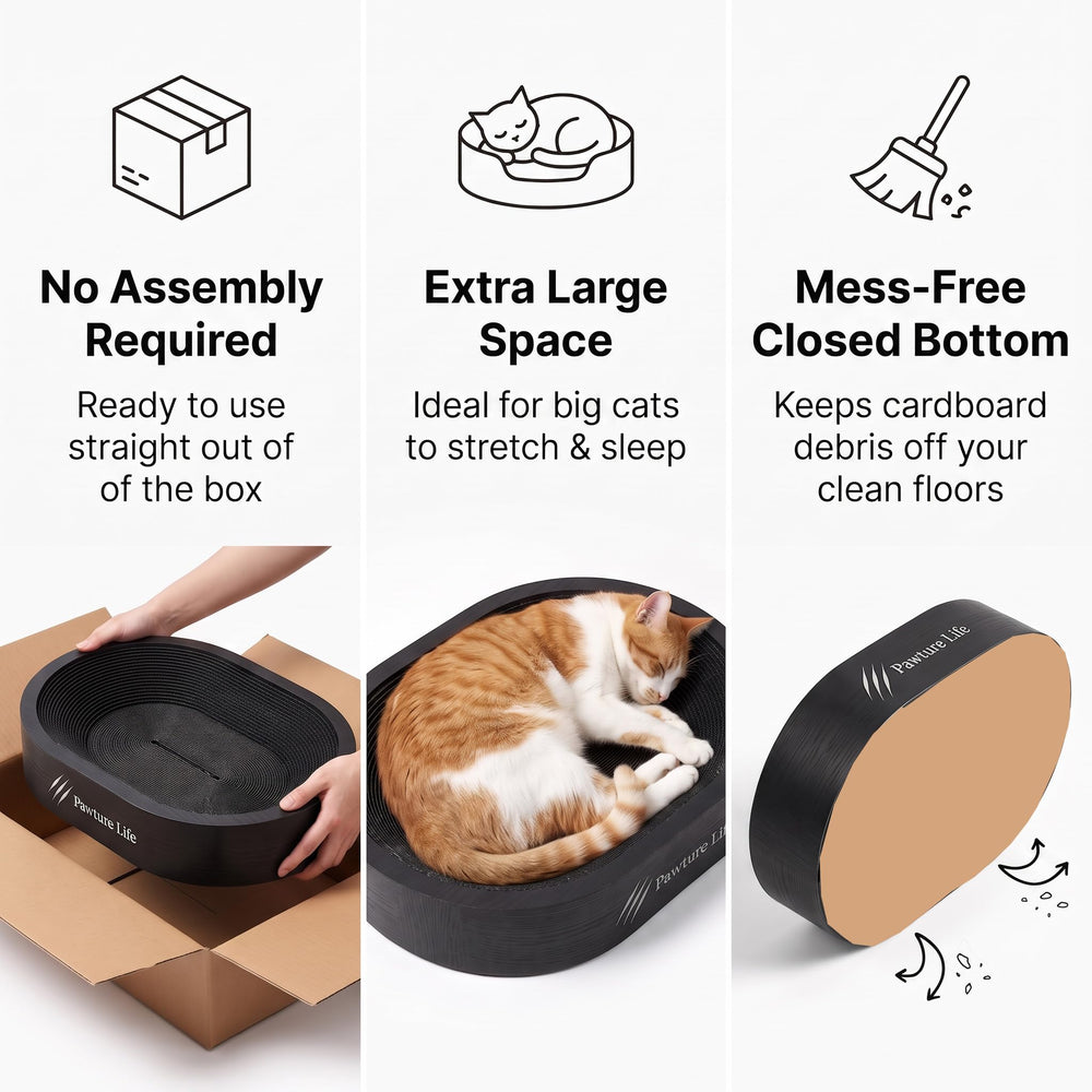 Pawture Life deux chats partageant l'espace idéal pour foyers multi-chats