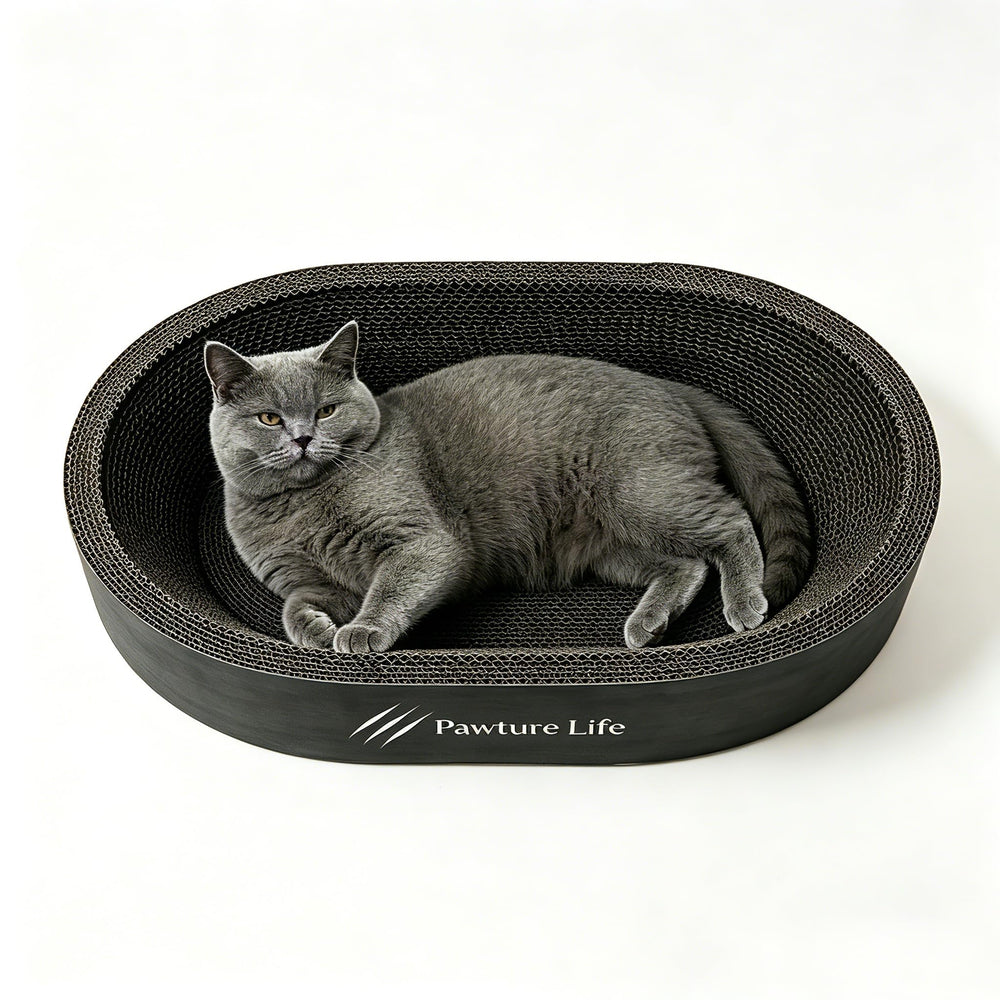 Pawture Life griffoir-lit face visible design ovale et gain de confort