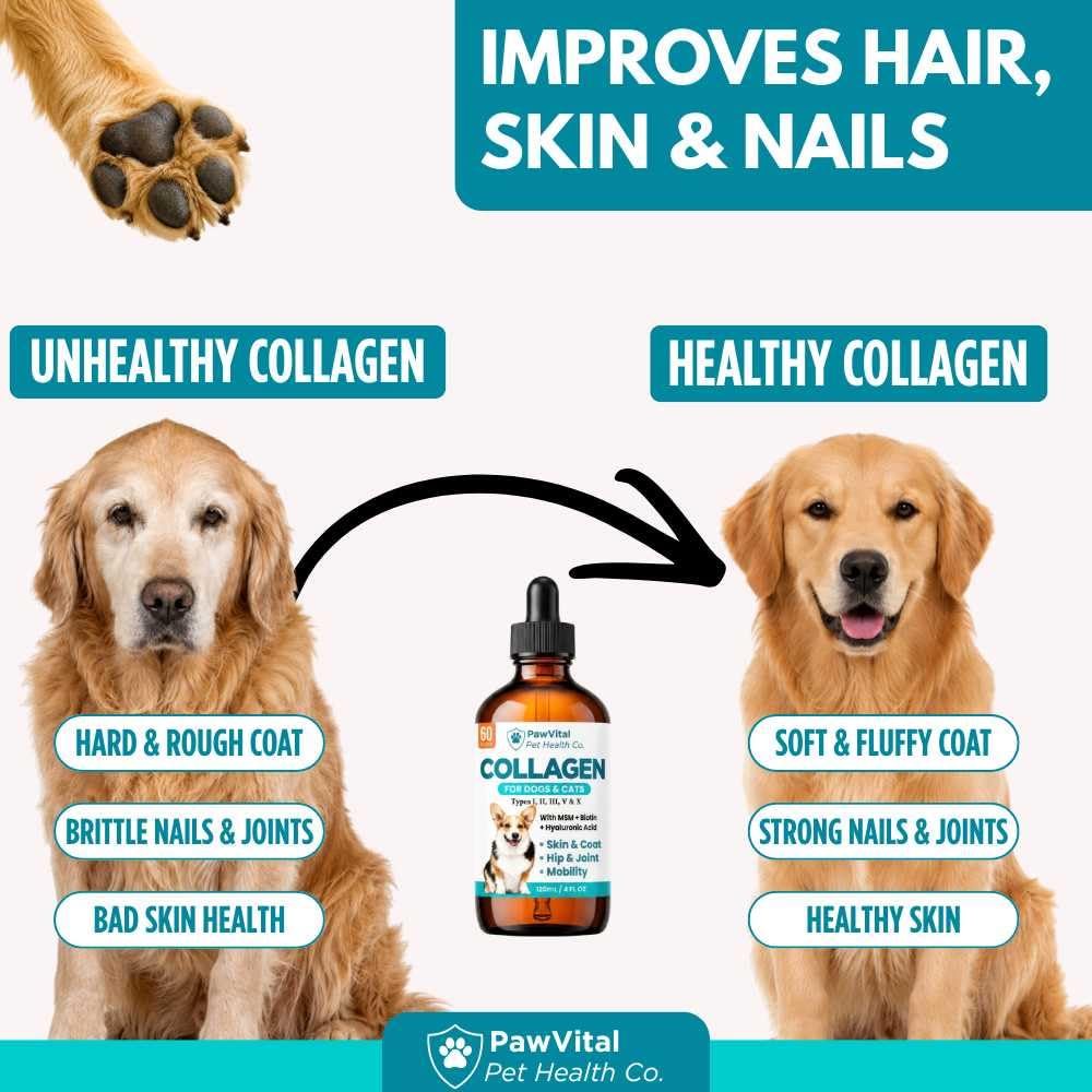 PawVital compte-gouttes en action pour dosage précis selon poids du chien