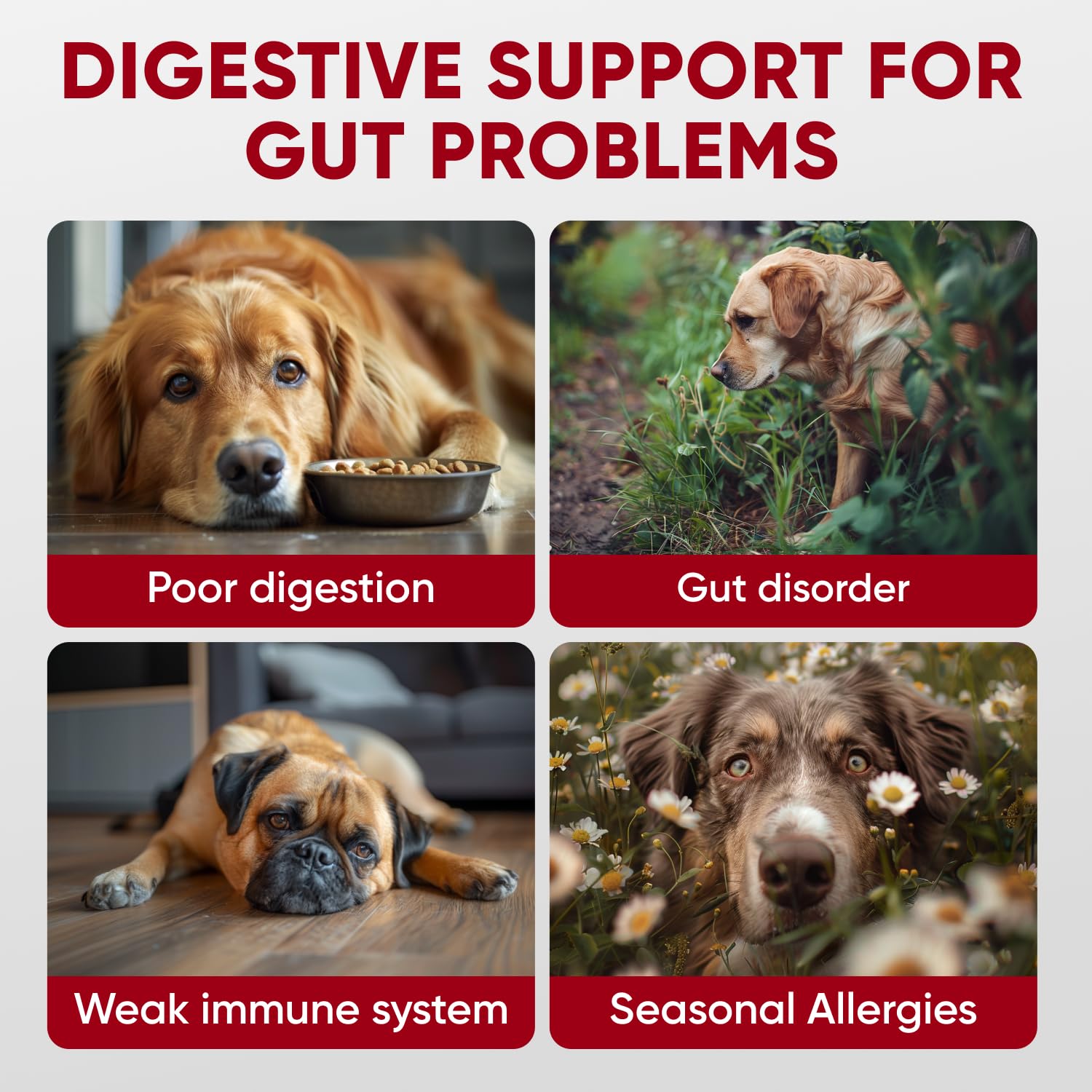 Pawzitive Pets croquettes gros plan illustrant appétence et soutien digestif