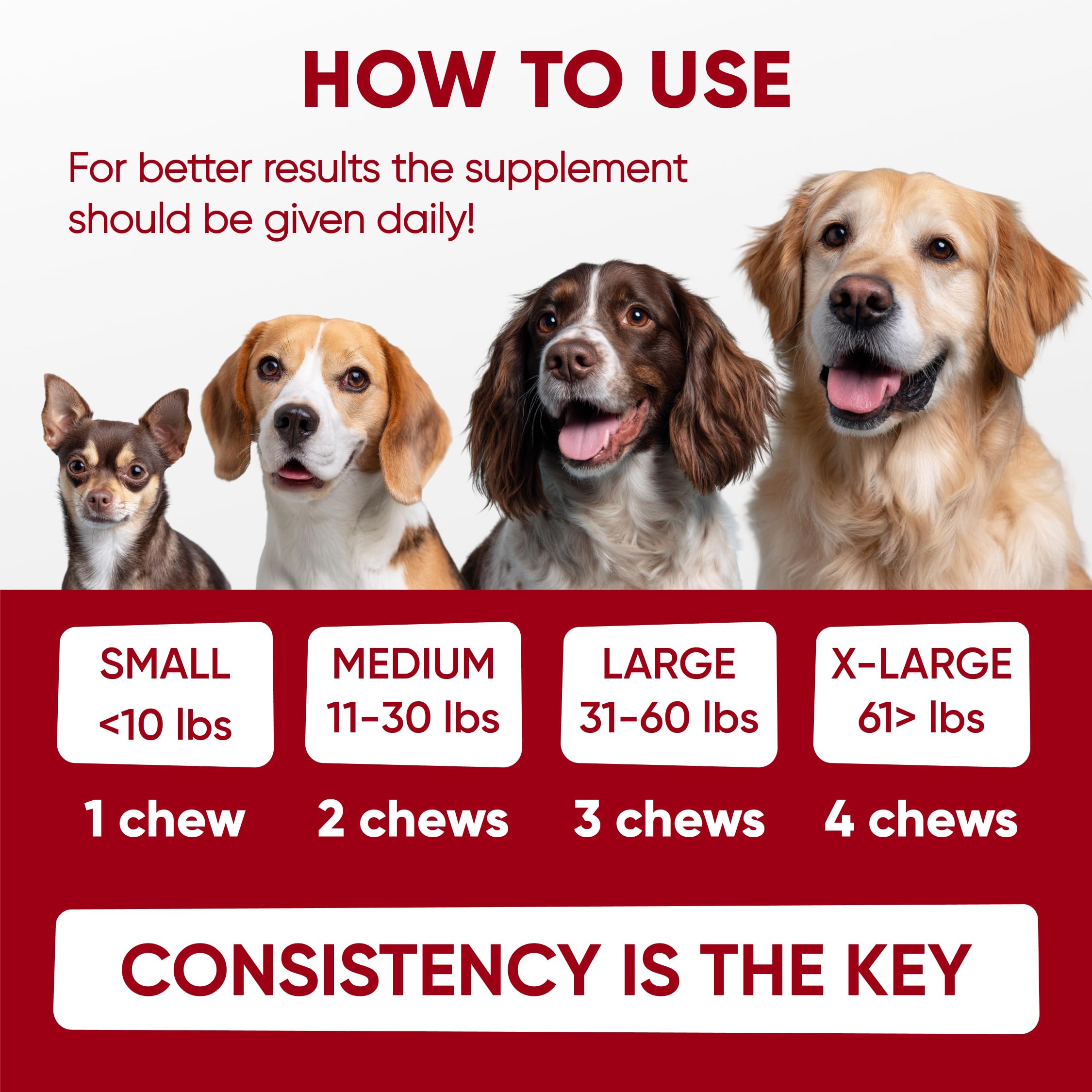 Pawzitive Pets mise en scène maison montrant intégration simple à la routine quotidienne