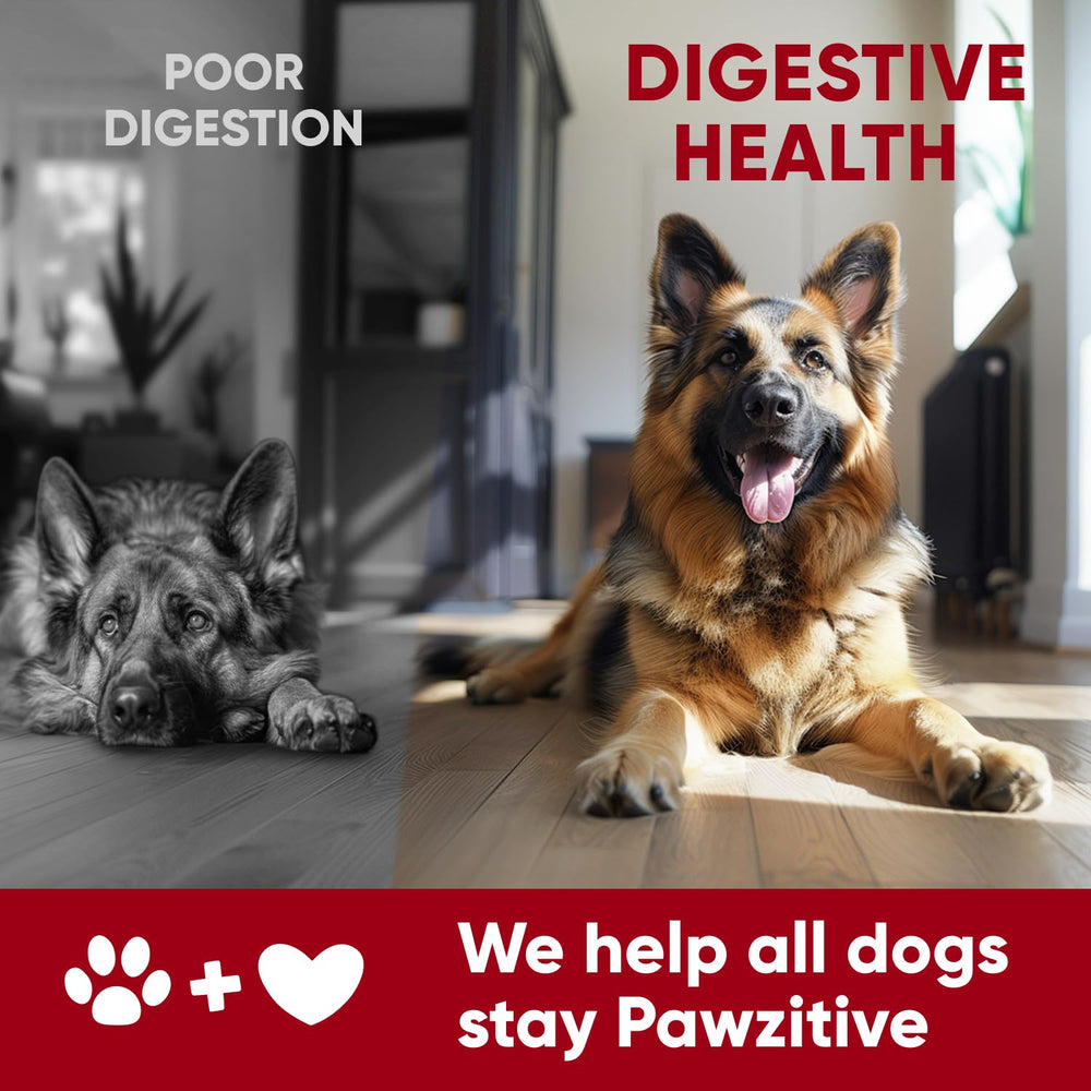 Pawzitive Pets usage dans la main démontrant facilité d’administration et attractivité