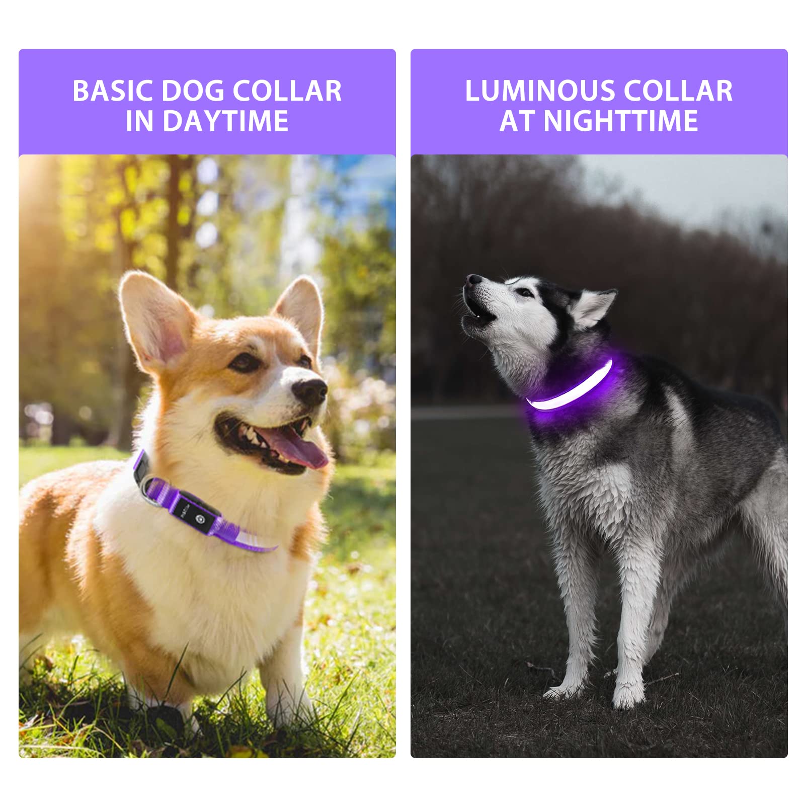 PcEoTllar collier en promenade nuit améliore sécurité du chien