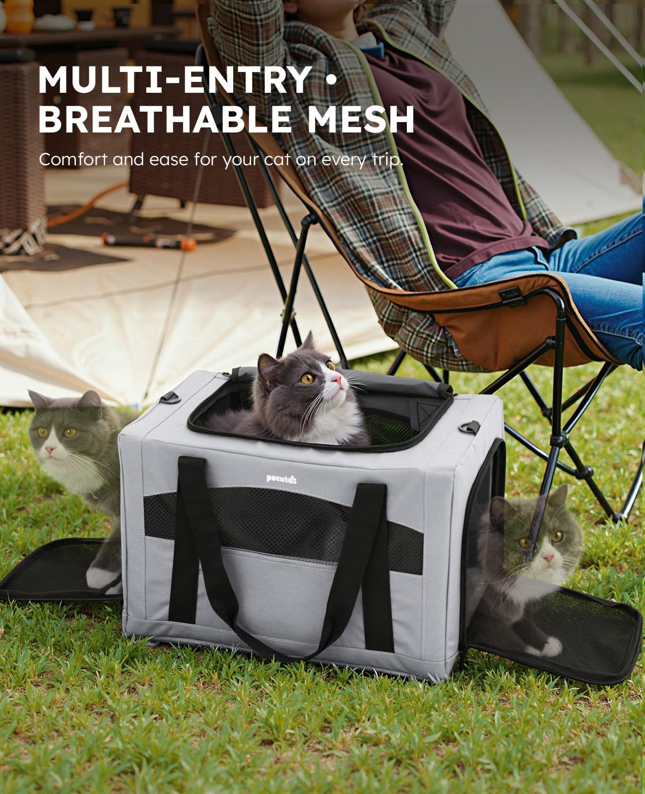 Pecute comparaison de taille avec un chat pour choisir la bonne taille